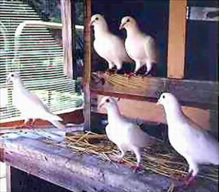 White Pigeons