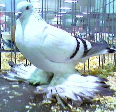 Ice Blue Color Pigeon