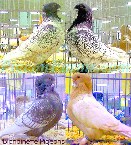 Blondinette Pigeons Sale