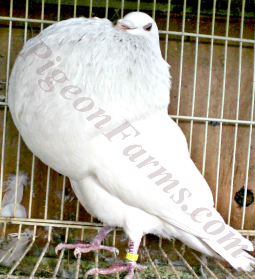 Gaditano Pouter White