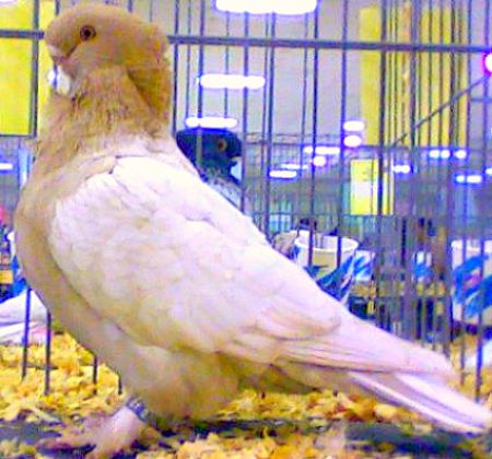 Oriental Frill Pigeons Yellow