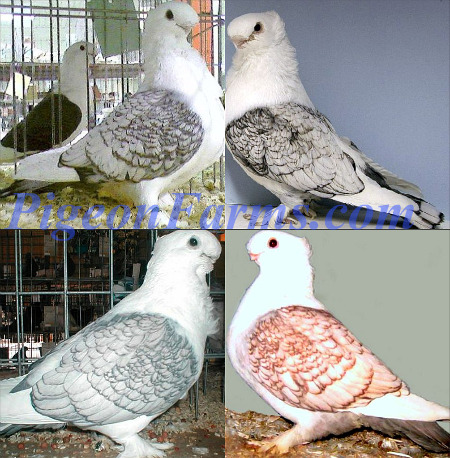 Satinette Pigeons For Sale