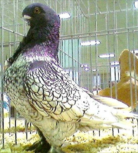 Blondinette Pigeons for sale