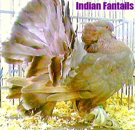 Indain Fantails