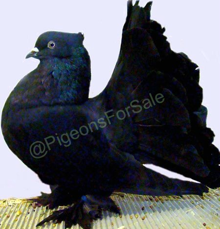 Indian Fantail Black