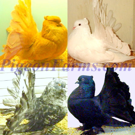 Indian Fantails Pigeons