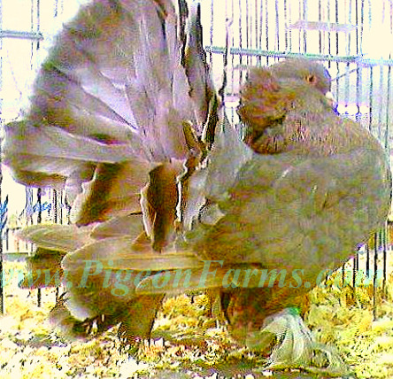 Indian Fantails