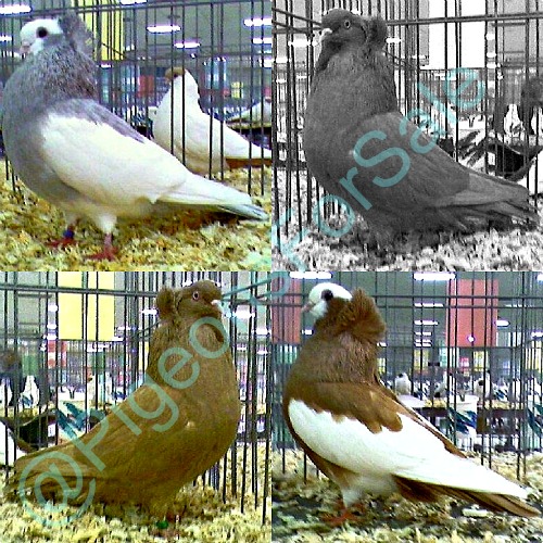 Komorner Tumbler Pigeons For Sale