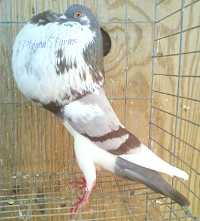 Norwich Cropper Pigeons For Sale