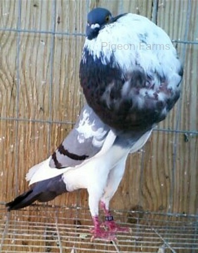 Norwich Cropper Pigeons For Sale