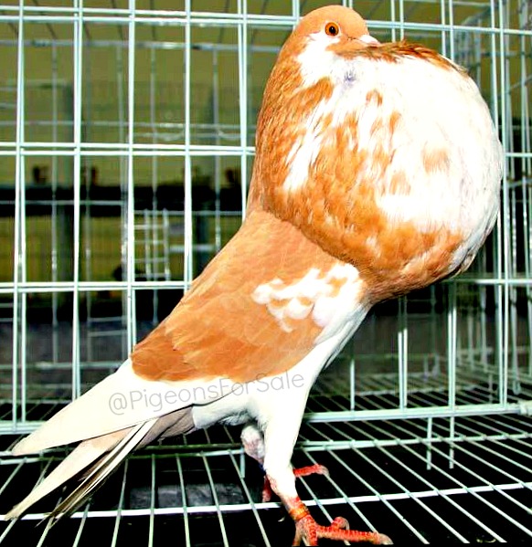 Norwich Cropper Pigeons For Sale