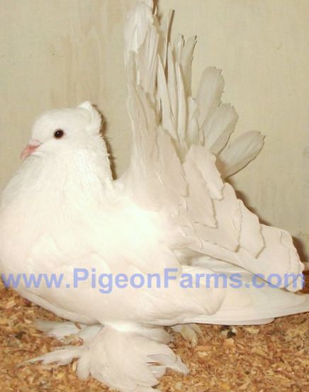 Indian fantail shop