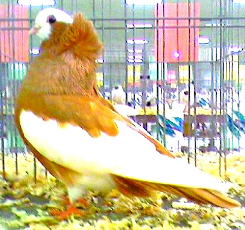 Komorner Tumbler Pigeons For Sale