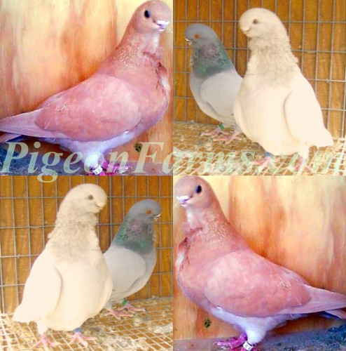 African Owl Pigeons For Sale