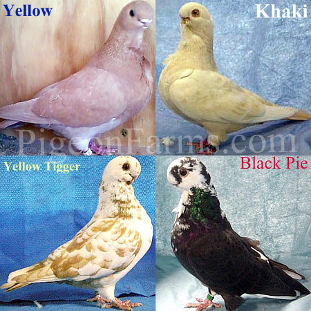 African Owl Pigeons For Sale