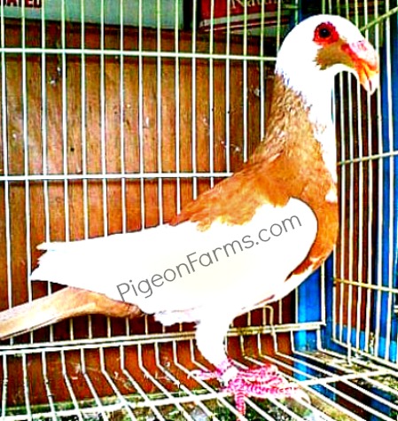 Scanradoon Pigeons For Sale