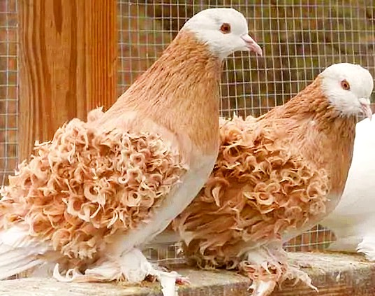 FrillBacks pigeons for sale 2