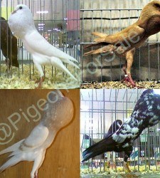 Brunner-Pouter-Pigeons for sale