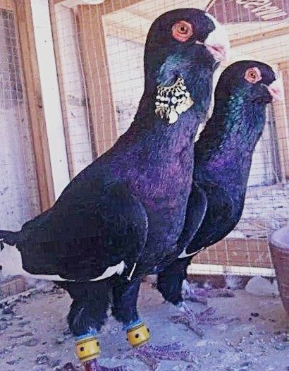 Dewlap Pigeons pair pigeons for sale