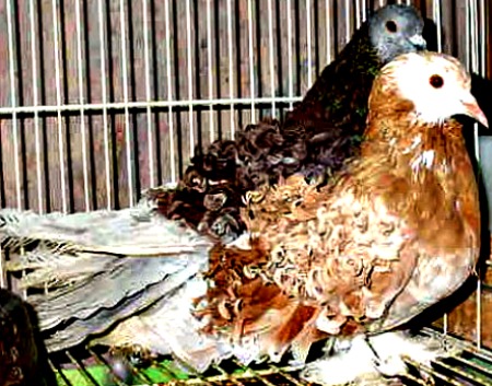 FrillBacks pigeons for sale 1