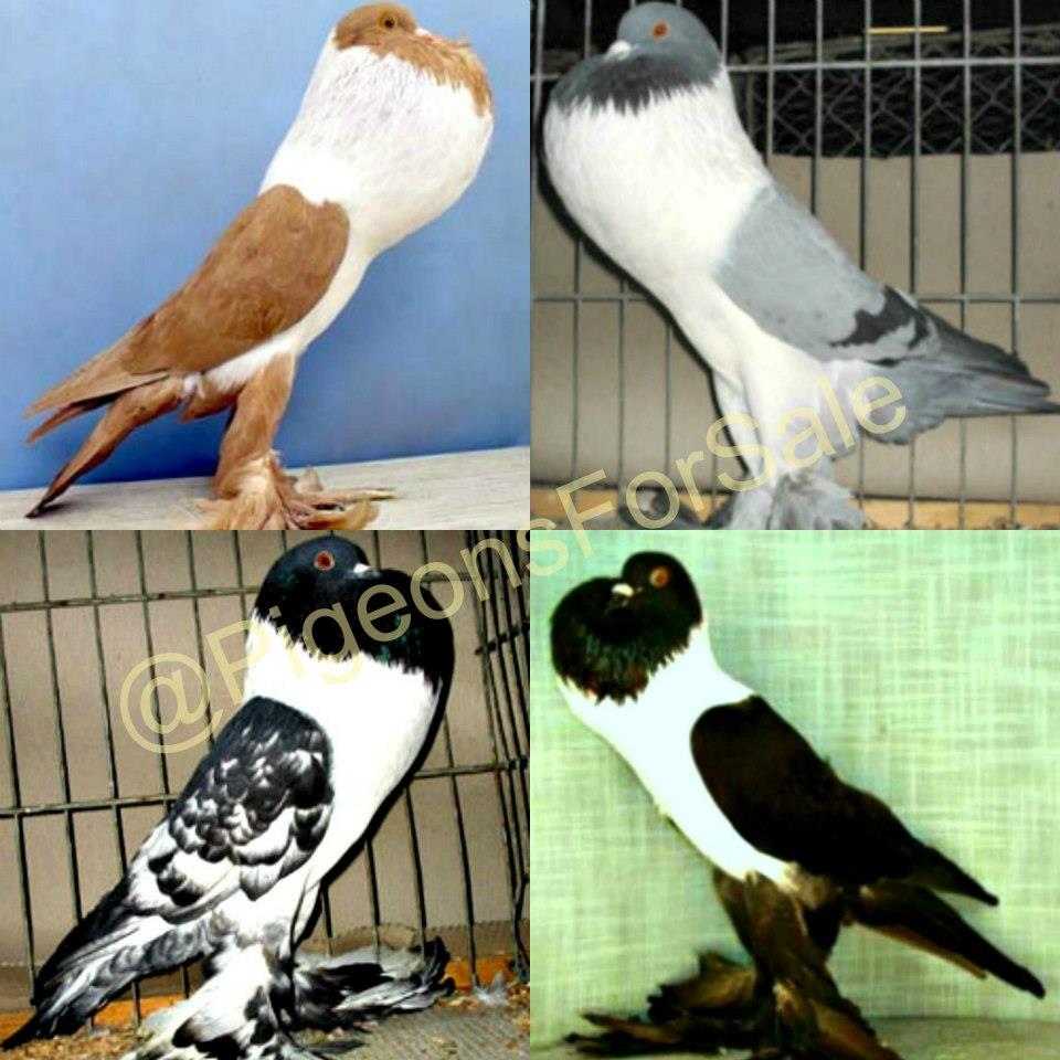 Hana Pouter pigeons for sale 1