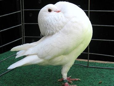 Holle Cropper pigeons for sale sample 2