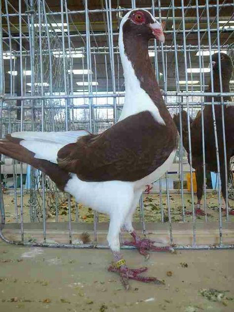 Hungarian pigeons for sale sample 2