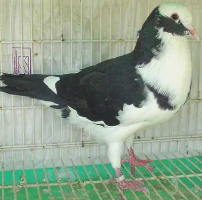 Indain Mndain Pigeons for sale 4