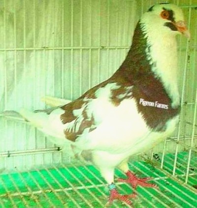 Indain Mndain Pigeons for sale 1