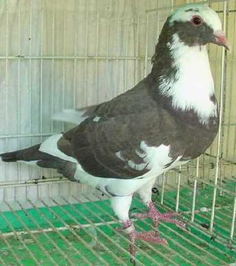 Indain Mndain Pigeons for sale 2