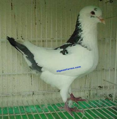 Indain Mndain Pigeons for sale 4