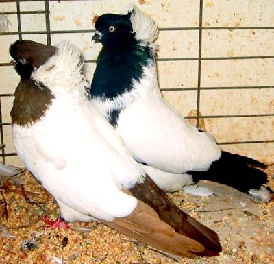 Nun Pigeons For Sale 2