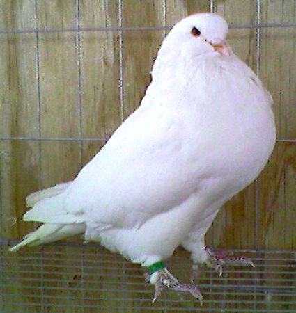 Squabbing - King-Squabbing-Pigeons-For-Sale 2