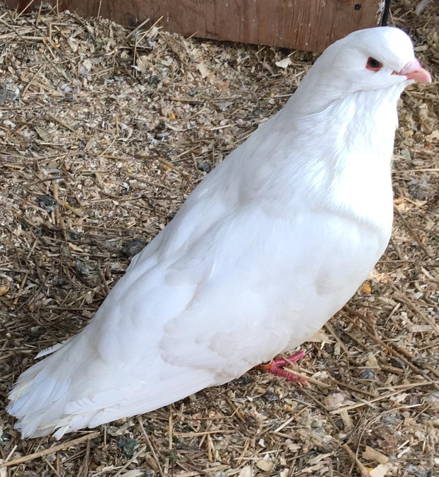 Squabbing - King-Squabbing-Pigeons-For-Sale 3