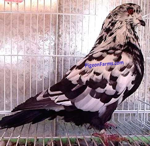 Swiss Mondain Pigeons for sale 5