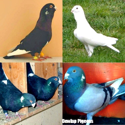 Dewlap Pigeons for sale