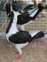 Hungarian pigeons for sale sample 1