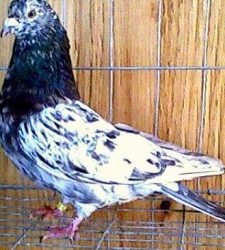 Roller Pigeons For Sale