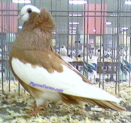 Komorner Tumbler Pigeons